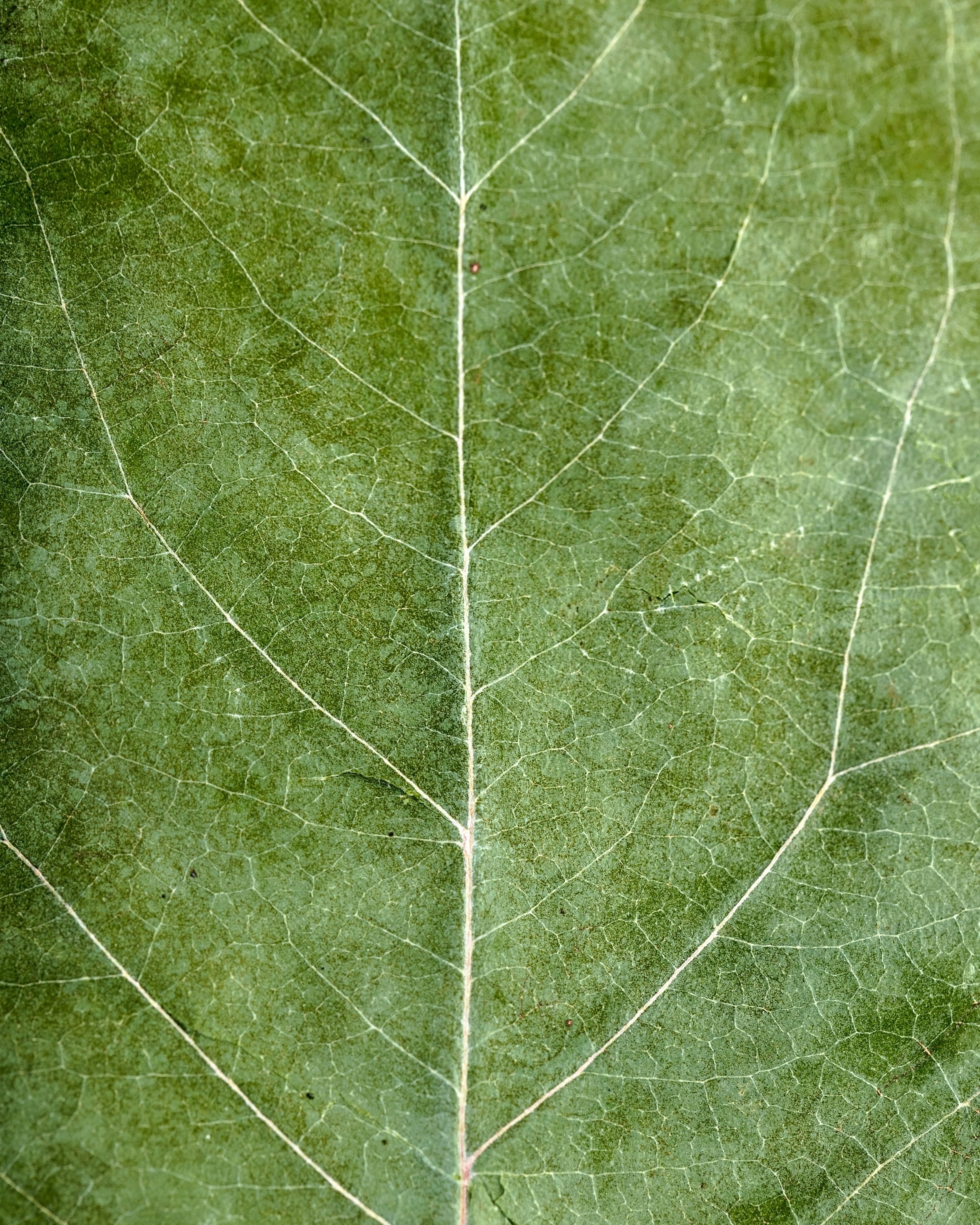 Close-up of a green leaf showing its veins and texture