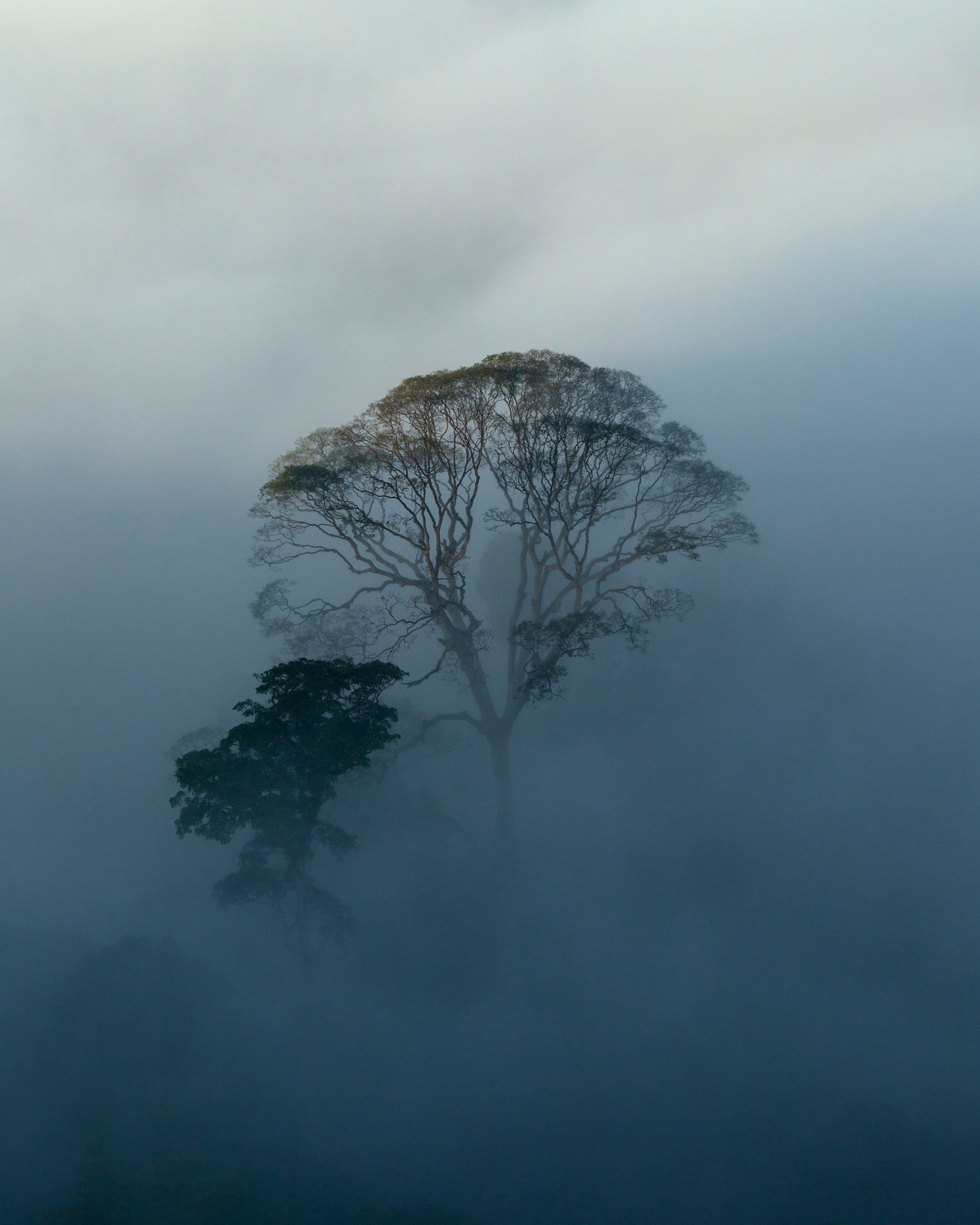 A lone tree emerging from mist and clouds